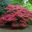 เมเปิลแดง ญี่ปุ่น - Red Japanese Maple Tree