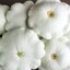 ฟักทองจานบินสีขาว - White Scallop Squash