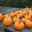 ฟักทองสมอลชูก้า - Small Sugar Pumpkin