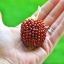 (Whole 1 oz) ข้าวโพดสตรอเบอรี่ - Red Strawberry Corn