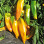 พริกหวาน มาโคนี สีเหลือง - Golden Marconi Pepper