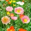 ดอกป็อปปี้คละสี - Poppy Flower Mix