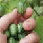 แตงกวาจิ๋วเม็กซิกัน - Mexican sour gherkin