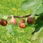 มะเดื่อฝรั่ง - Turkey Fig Fruit