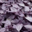 โหระพาสีม่วง - Dark opal basil