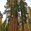 ต้นสนยักษ์ ซีคัวญา - Giant Sequoia Tree