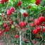 พริกตรินิแดด สกอร์เปียน มอรูก้า (สีแดง) - Trinidad Scorpion Moruga