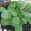 (Whole 1 Oz) ปูเล่ฝรั่ง พันธุ์เวสท์ - Vates Collard