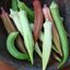 กะเจี๊ยบมอญขาว - Blondy Okra