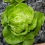 สลัด ไวท์บอสตัน - White Boston Lettuce