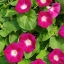 มอนิ่งกลอรี สีแดง - Scarlett o'hara Morning Glory Flower