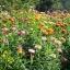 ดอกกระดาษคละสี - Mixed Strawflower