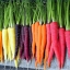 (Whole 1 Oz) แครอทคละสี - Rainbow Blend Carrot