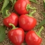 (Whole 1 Oz) พริกเชอรี่เผ็ด - Large Red Hot Cherry Papper