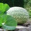 เมล็ดพันธุ์ แตงหูฉลาม - Chilacayote Shark Fin Squash Seed
