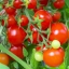 มะเขือเทศ เชอรี่สวีทตี้ - Cherry sweetie Tomato