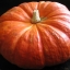 ฟักทองซินเดอเรลร่า - Cinderella Pumpkin