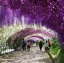 วิสทีเรียสีม่วง - Purple Wisteria