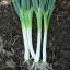 ต้นหอมญี่ปุ่น - Tokyo Long White Bunching Onion