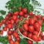 มะเขือเทศสตรอเบอรี่ - TomatoBerry F1