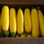 ฟักทองซูชินี่ โกลเด้น - Golden Zucchini Squash