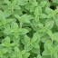 ออริกาโน่ - Oregano