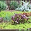 เมล็ดพันธุ์ มัสตาร์ดแดงยักษ์ - Red Giant Mustard Seed
