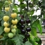 มะเขือเทศเชอรี่สีขาว - White Cherry Tomato