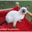 น้องแมวมาใหม่ วันที่ 2/1/2560