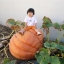ฟักทองยักษ์ พันธุ์แอตแลนติก - Atlantic Giant Pumpkin