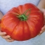 มะเขือเทศยักษ์ - Giant Belgium Tomato