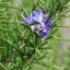 โรสแมรี่ - Rosemary Herb