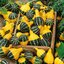 ฟักทองประดับ แพร์ไบคัลเลอร์ - Pear Bi-Color Squash
