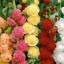เมล็ดพันธุ์ ดอกโฮลลี่ฮ็อคซ้อนคละสี - Mix Double Hollyhock Flower