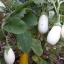 มะเขือขาวแคสเปอร์ - Casper Eggplant