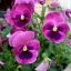 ดอกหน้าแมวคละสี - Swiss Giant Pansy Flower