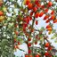 เมล็ดพันธุ์ มะเขือเทศ แคนดี้พีนัท Candy Peanut Tomato F1 Seed