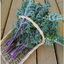 เคล เมดูซ่า - Medusa Kale Seed