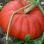 ฟักทองซินเดอเรลร่า - Cinderella Pumpkin