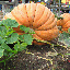 ฟักทองยักษ์ พันธุ์แอตแลนติก - Atlantic Giant Pumpkin