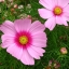 ดาวกระจายสีชมพู - Pink Cosmos Flower