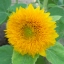 ทานตะวัน เทดดี้แบร์ - Teddy Bear Sunflower