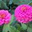 (Whole 1 Oz) ดอกบานชื่นสีชมพู - Pink Zinnia Flower