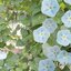 ดอกมอนิ่งกลอรี อิสเมย์ - Ismay Morning Glory