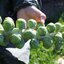 กะหล่ำดาวผลใหญ่ มาร์เต้ - Marte Brussel Sprouts F1 Seed