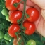 มะเขือเทศเตี้ย ไทนี่ ทิม - Tiny Tim Tomato