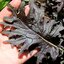 เมล็ดพันธุ์เคล เคเอ็กซ์วัน KX1 Baby Leaf Kale Seed 100 เมล็ด