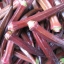 กระเจี๊ยบ เบอร์กันดี - Burgundy Okra