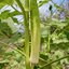กะเจี๊ยบมอญขาว - Blondy Okra