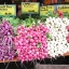 เรดิชสีม่วง - Purple Plum Radish